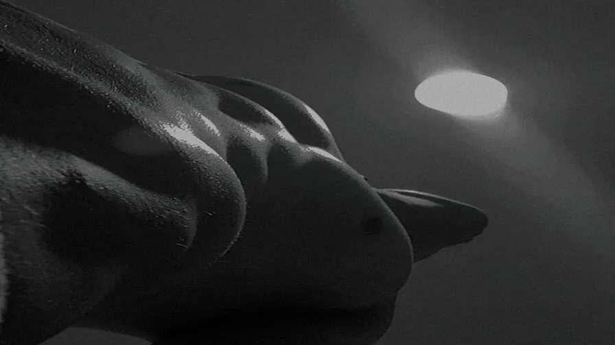 Chat with MassimoMorrone